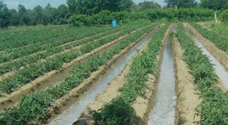 Dereçine'de Sulama Suyu Dağıtımı Yapılacak