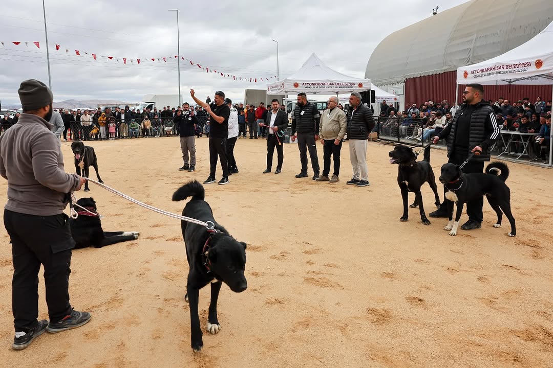 Afyonkarahisar'da İkinci Köpek Güzellik Yarışması Büyük İlgi Gördü